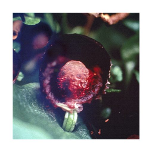 Red Helmet Orchid - Flores de Bush - Imagen 2