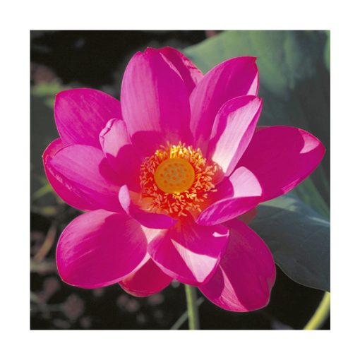 Red Lily - Flores de Bush - Imagen 2