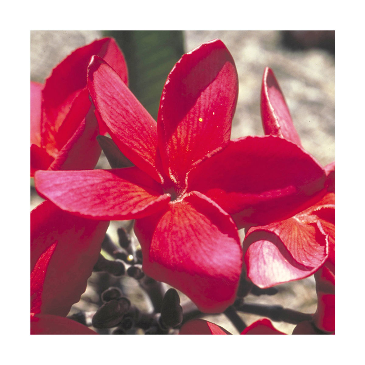 Red Suva Frangipani Flores De Bush