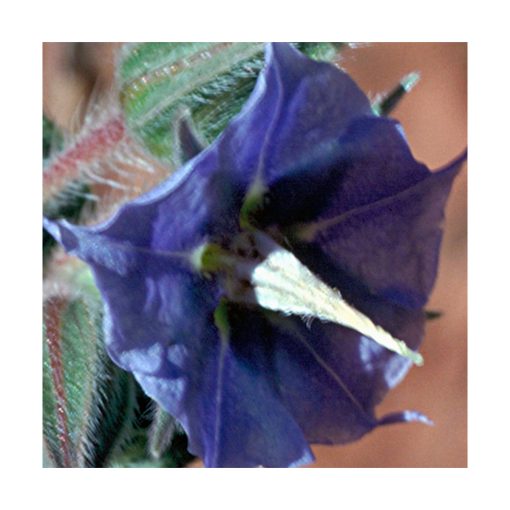 Rough Bluebell - Flores de Bush - Imagen 2