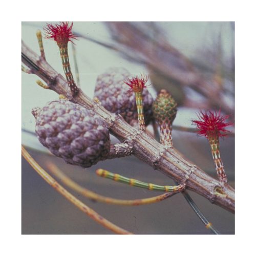 She Oak - Flores de Bush - Imagen 2