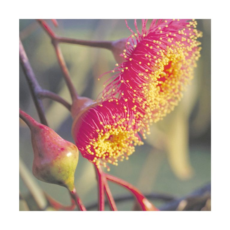 Silver Princess - Flores de Bush - Imagen 2