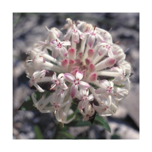 Slender Rice Flower - Flores de Bush - Imagen 2