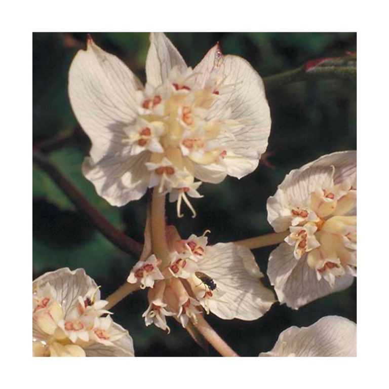 Southern Cross - Flores de Bush - Imagen 2