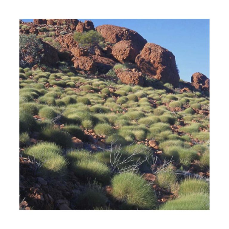 Spinifex - Flores de Bush - Imagen 2