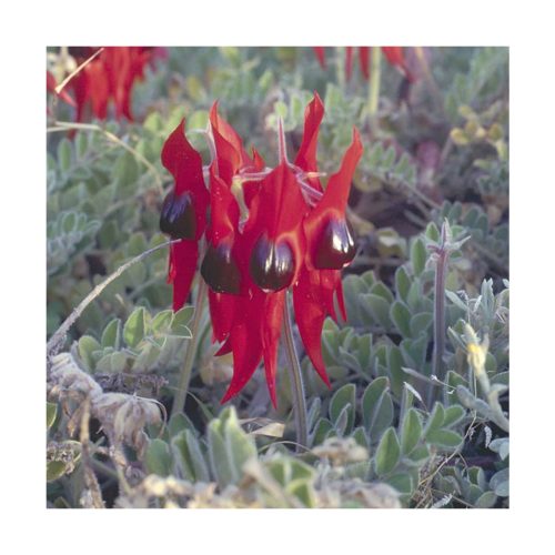 Sturt Desert Pea - Flores de Bush - Imagen 2