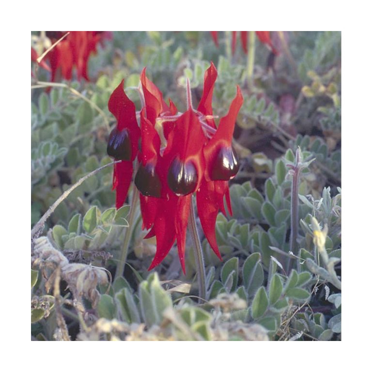 Sturt Desert Pea - Flores de Bush - Imagen 2