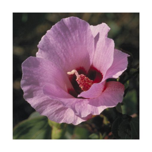 Sturt Desert Rose - Flores de Bush - Imagen 2