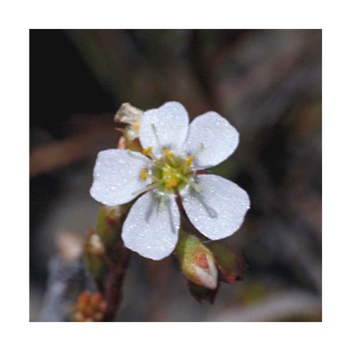 Sundew - Flores de Bush - Imagen 2