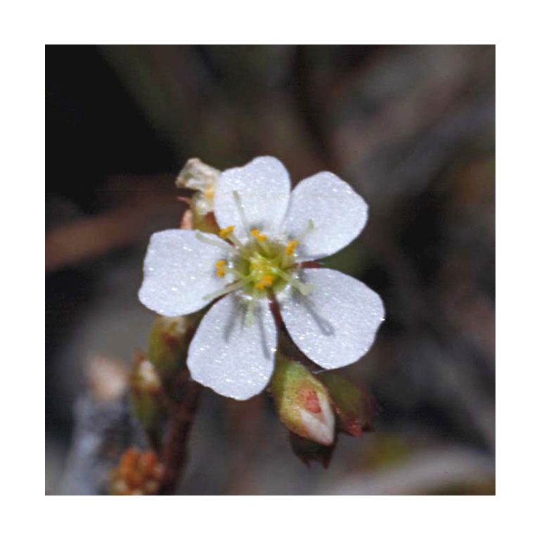 Sundew - Flores de Bush - Imagen 2