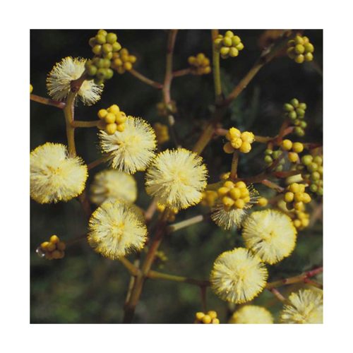 Sunshine Wattle - Flores de Bush - Imagen 2