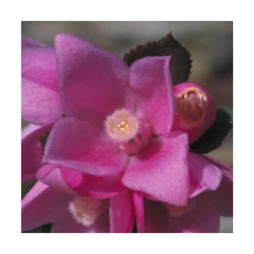 Sydney Rose - Flores de Bush - Imagen 2