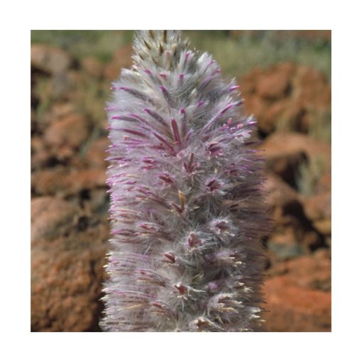 Tall Mulla Mulla - Flores de Bush - Imagen 2