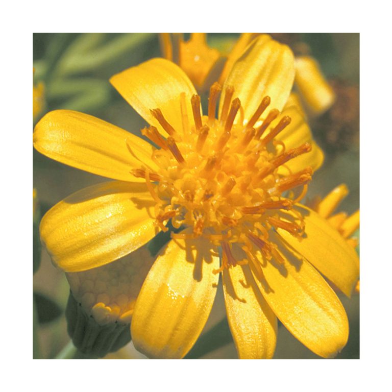 Tall Yellow Top - Flores de Bush - Imagen 2