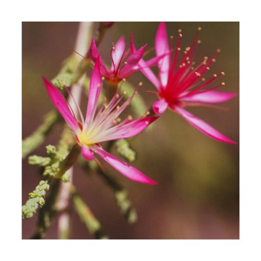 Turkey Bush - Flores de Bush - Imagen 2