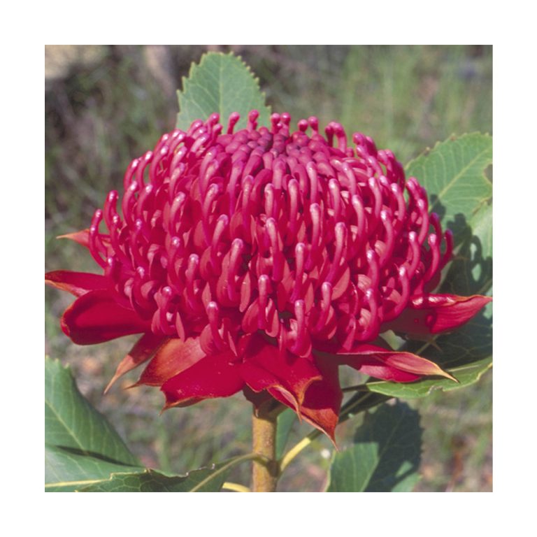 Waratah - Flores de Bush - Imagen 2