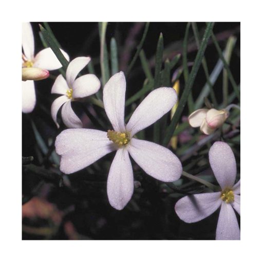 Wedding Bush - Flores de Bush - Imagen 2
