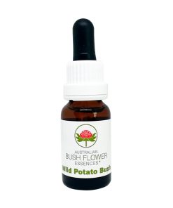 Wild Potato Bush - Flores de Bush
