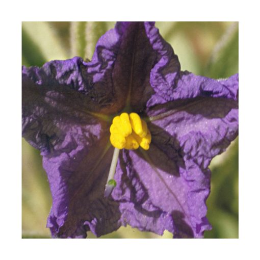 Wild Potato Bush - Flores de Bush - Imagen 2
