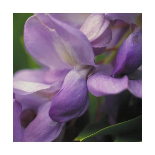 Wisteria - Flores de Bush - Imagen 2