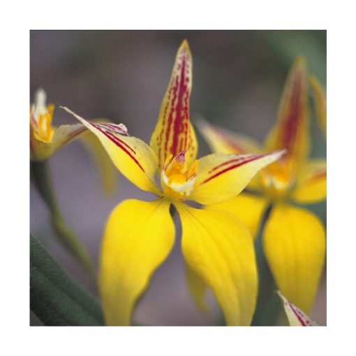 Yellow Cowslip Orchid - Flores de Bush - Imagen 2