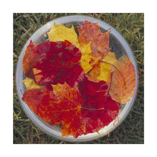 Autumn Leaves - Flores de Bush - Imagen 2