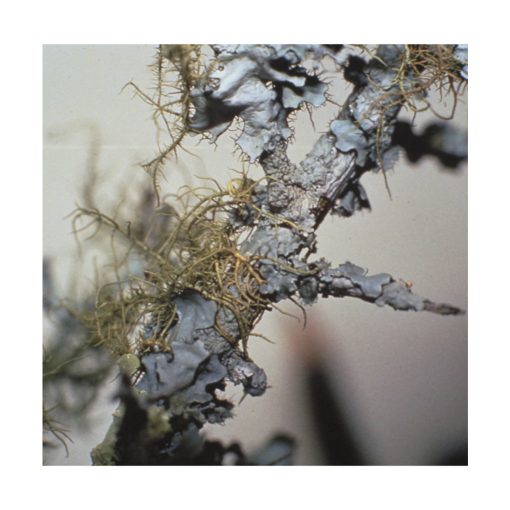 Lichen - Flores de Bush - Imagen 2