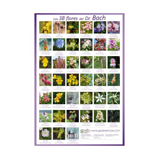 Afiche Las 38 flores del Dr. Bach