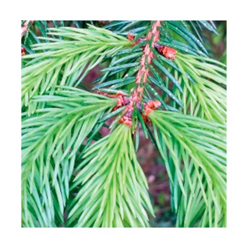 Abies de Lourdes - Saint Germain - Imagen 2