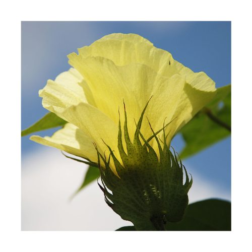 Algodão (Algodón) - Saint Germain - Imagen 2