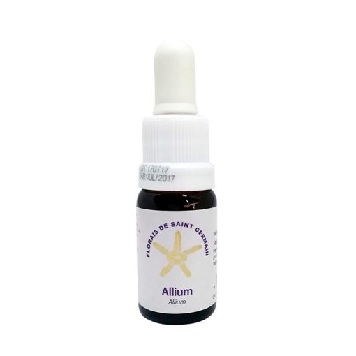 Allium - Saint Germain