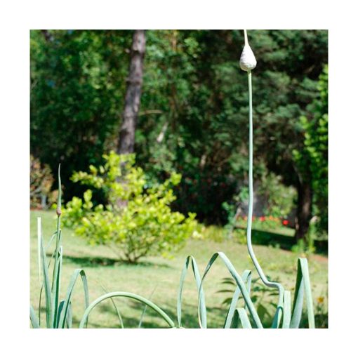 Allium - Saint Germain - Imagen 2