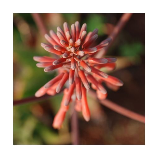 Aloe - Saint Germain - Imagen 2