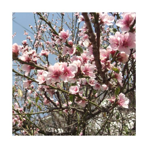 Amygdalus - Saint Germain - Imagen 2
