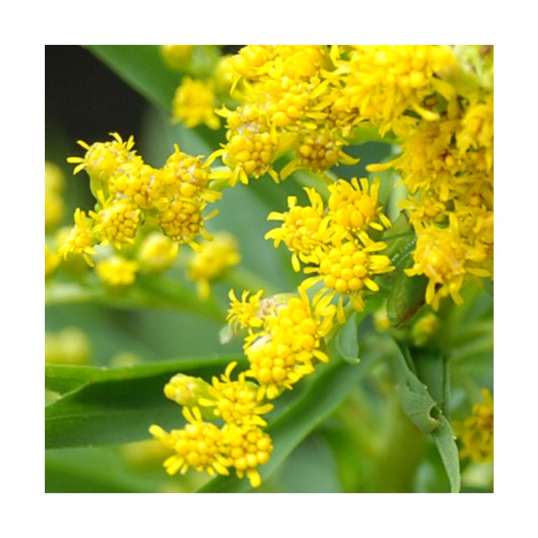 Arnica Silvestre (Árnica Silvestre) - Saint Germain - Imagen 2