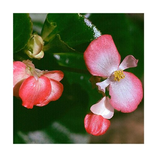 Begônia (Begonia) - Saint Germain - Imagen 2