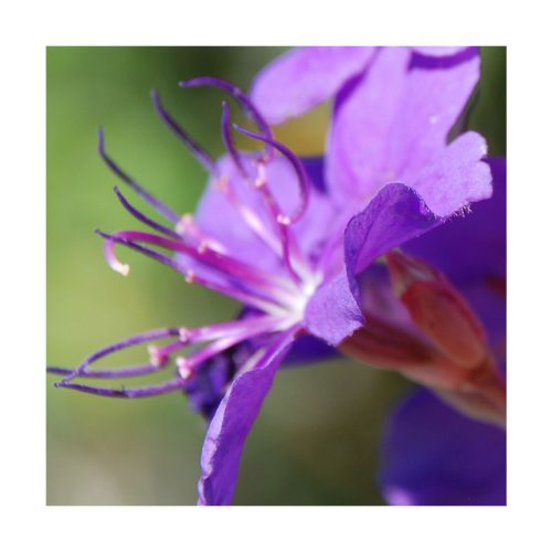 Bom Dia (Buen día) - Saint Germain - Imagen 2