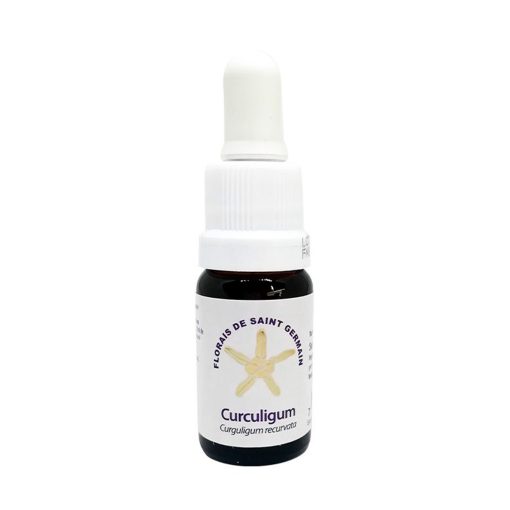 Curculigum - Saint Germain