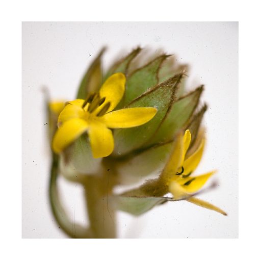 Curculigum - Saint Germain - Imagen 2