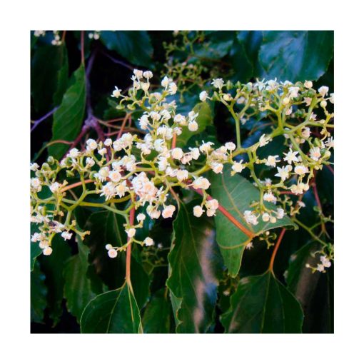 Dulcis - Saint Germain - Imagen 2