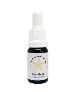 Erianthum - Saint Germain
