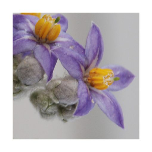 Erianthum - Saint Germain - Imagen 2