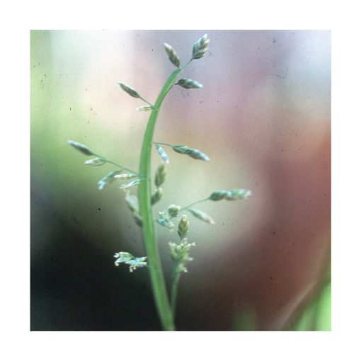 Focum - Saint Germain - Imagen 2