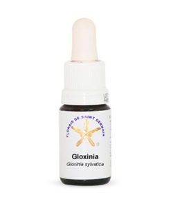 Gloxínia (Gloxinia) - Saint Germain