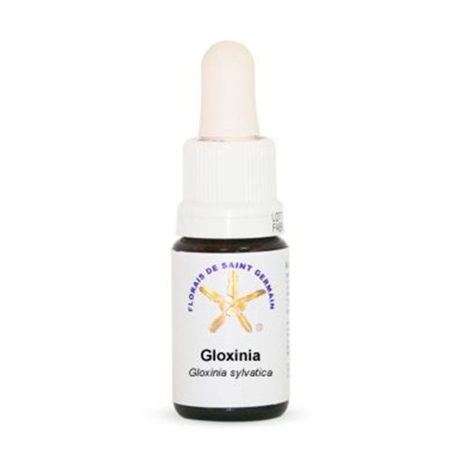 Gloxínia (Gloxinia) - Saint Germain