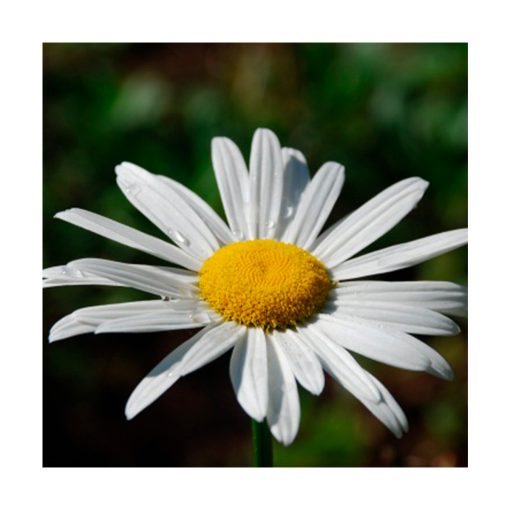Margarida de Saint Germain (Margarita de Saint Germain) - Saint Germain - Imagen 2