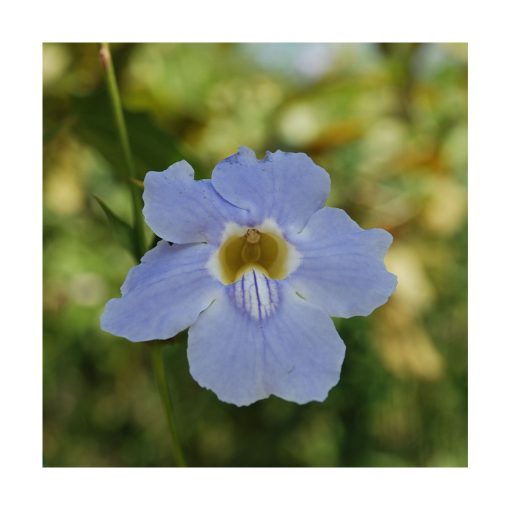 Grandiflora - Saint Germain - Imagen 2