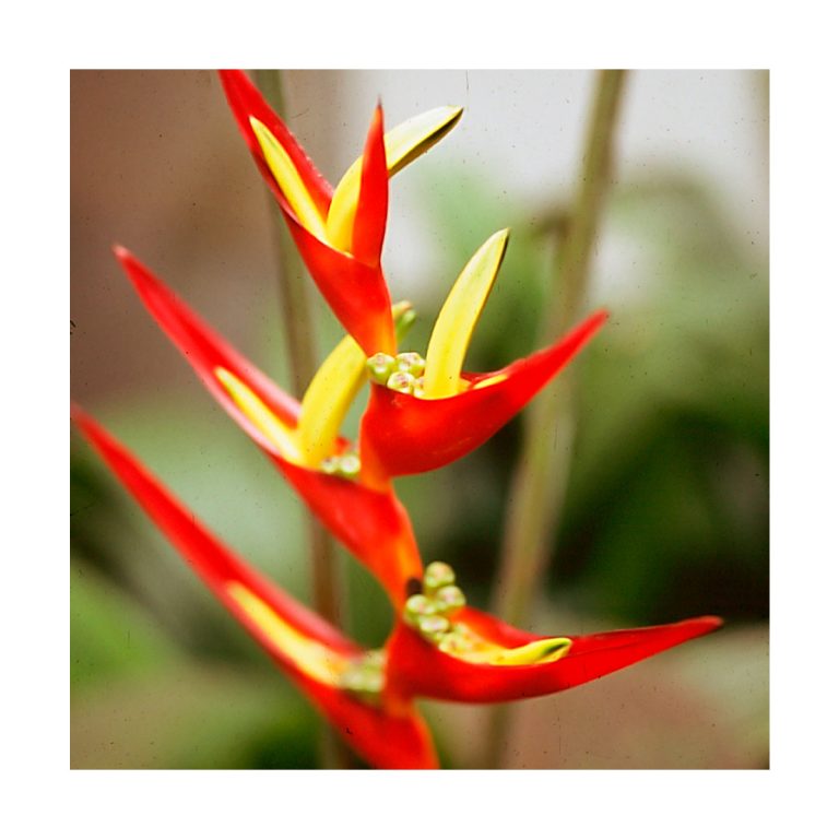 Helicônia (Heliconia) - Saint Germain - Imagen 2