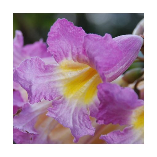Ipê Roxo (Ipe púrpura) - Saint Germain - Imagen 2