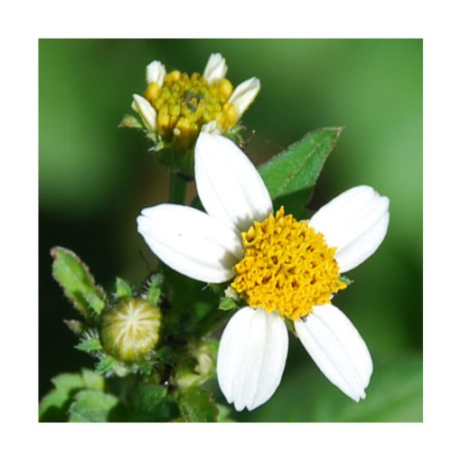 Leucantha - Saint Germain - Imagen 2